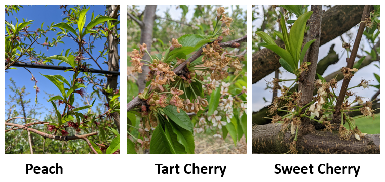 Phenology stone fruit